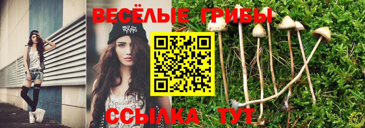 Псилоцибиновые грибы Psilocybine cubensis  Вход с VPN  Губаха 